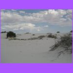 Hoary Rosemarymint Plant 2.jpg